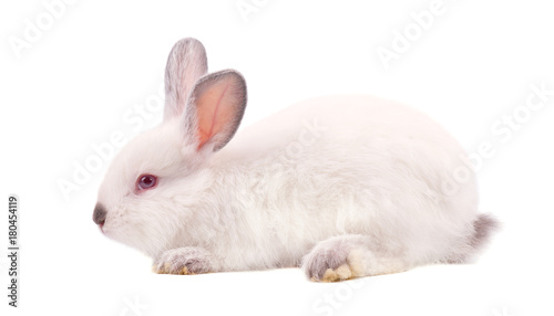 Pretty white fluffy Bunny isolated on white background. White rabbit isolated © vandycandy