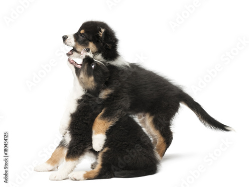Two Australian Shepherd puppies, 2 months old, play fighting against white background