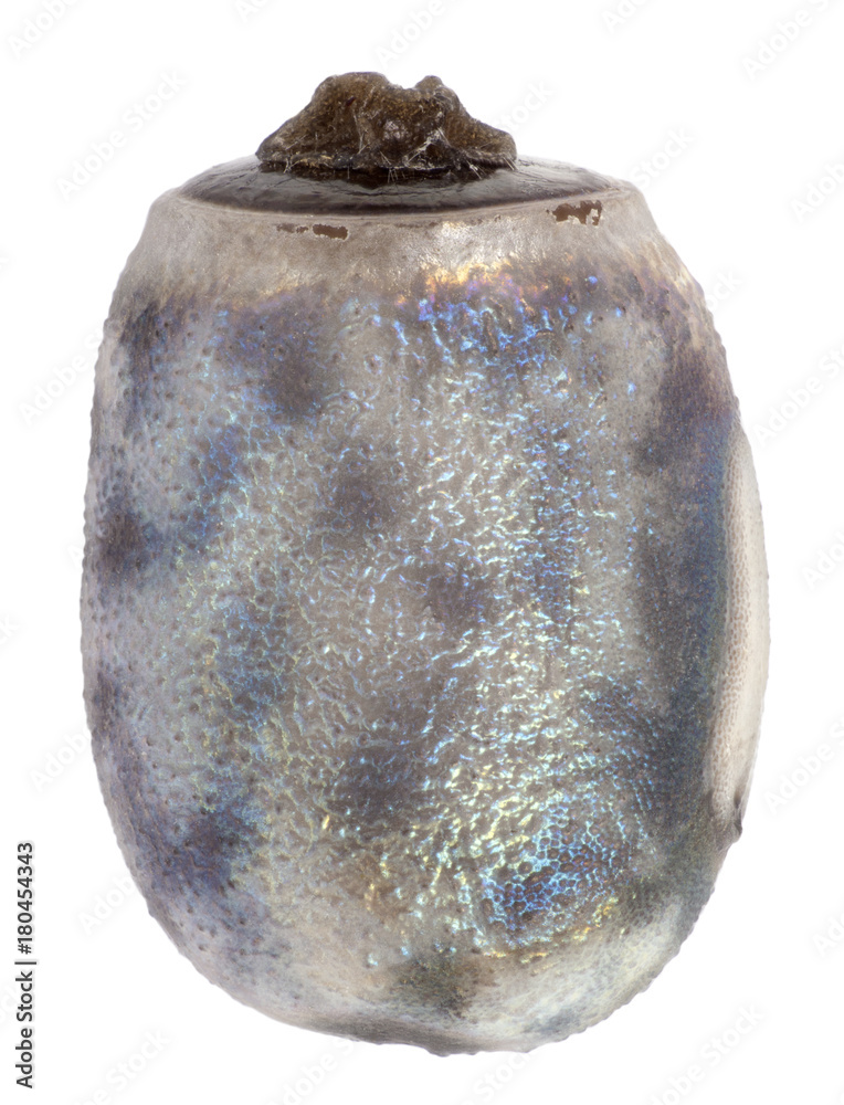 Obraz premium Egg of stick insects - Myronides sp.