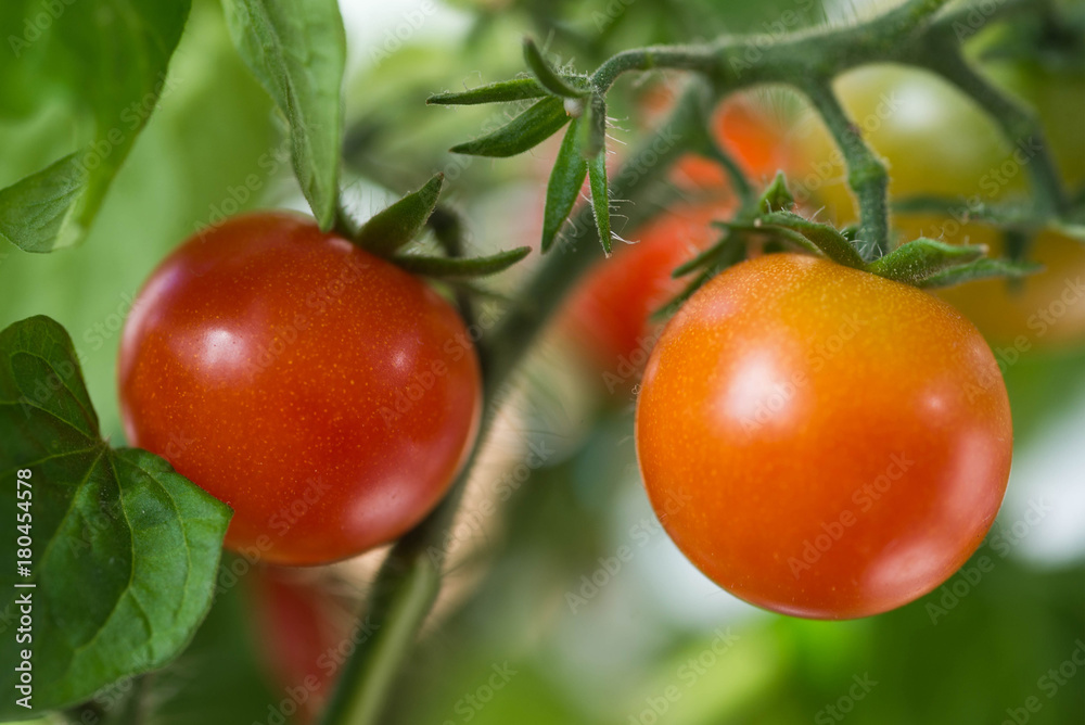 Cherry tomatoes growing