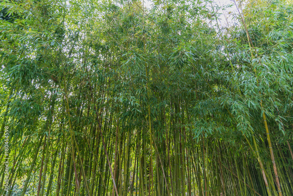 The bamboo grows