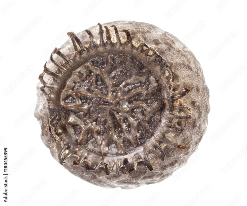 Egg of stick insects - Orxines xiphias