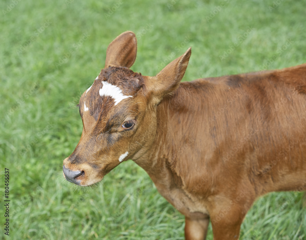 calf calf