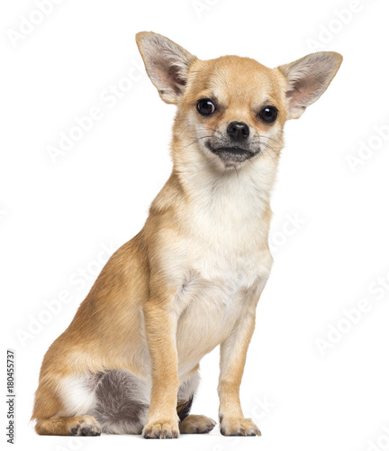 Chihuahua sitting and looking at camera against white background © Eric Isselée
