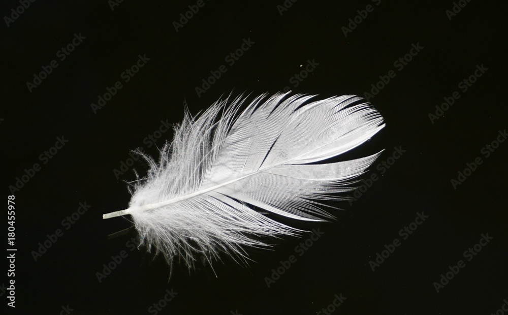 Obraz premium White feather with black background