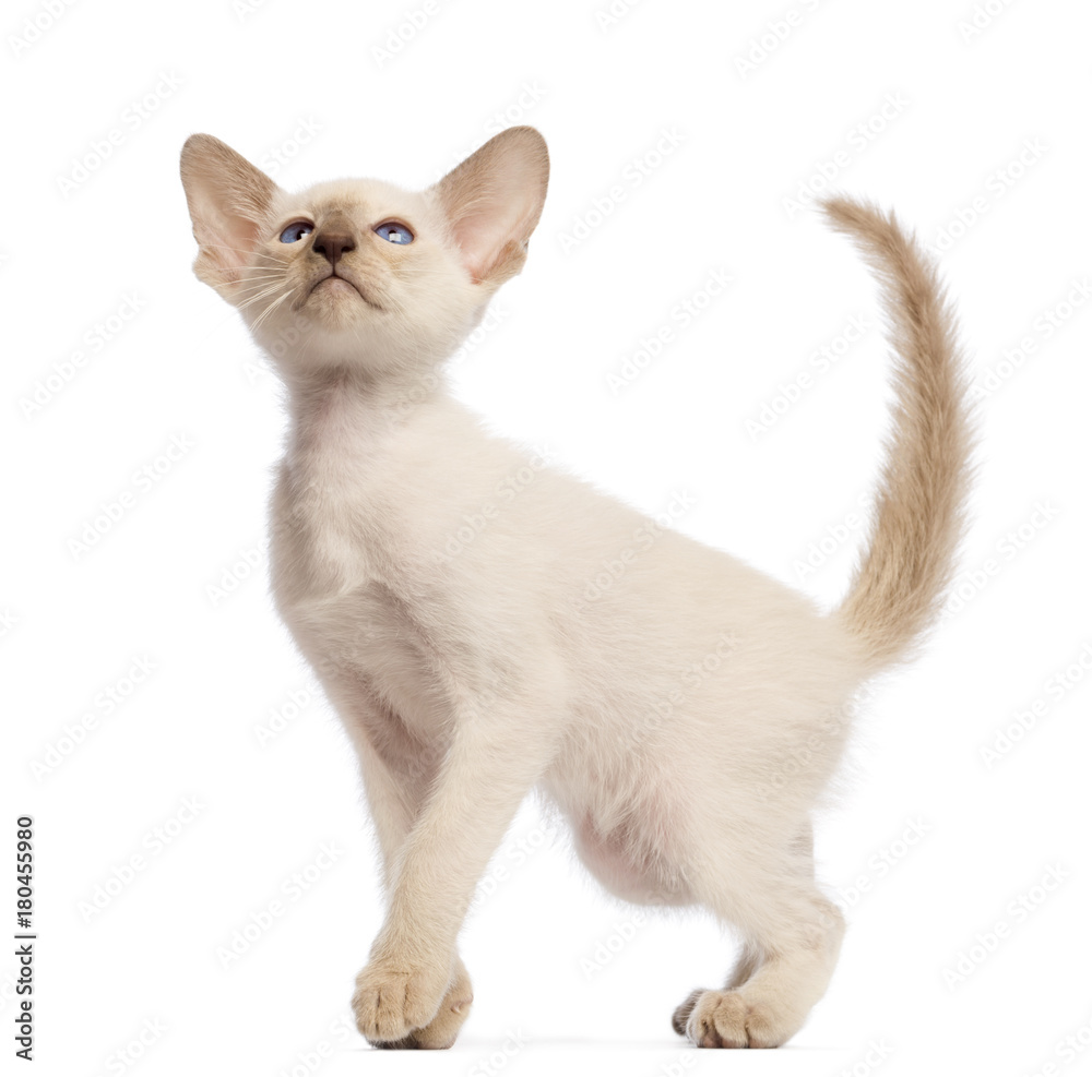 Oriental Shorthair kitten, 9 weeks old, looking up against white background
