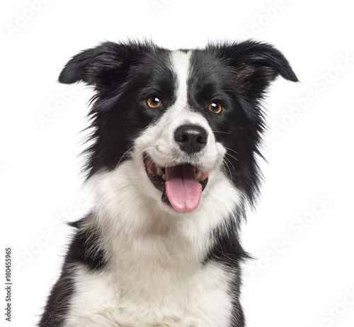Close-up of Border Collie, 1.5 years old, looking at camera against white background © Eric Isselée