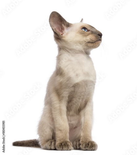 Oriental Shorthair kitten, 9 weeks old, looking up against white background © Eric Isselée