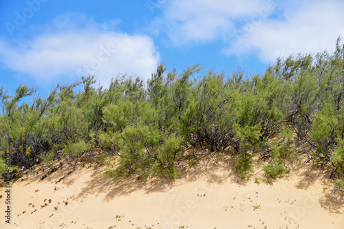 Plants growing in the harsh arid environment of sand dunes of Porto Santo, Madeira