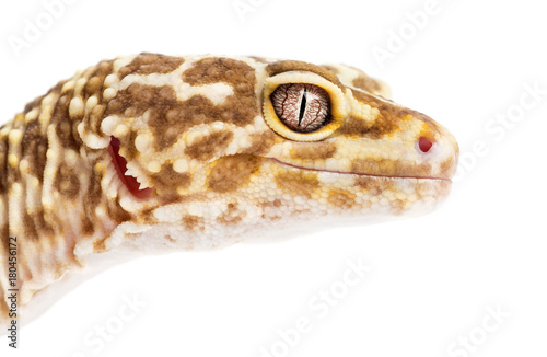 Leopard gecko, Eublepharis macularius, close up against white background