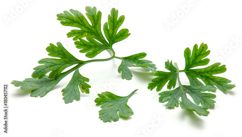 Close-up of fresh parsley leaves isolated on white background. photo