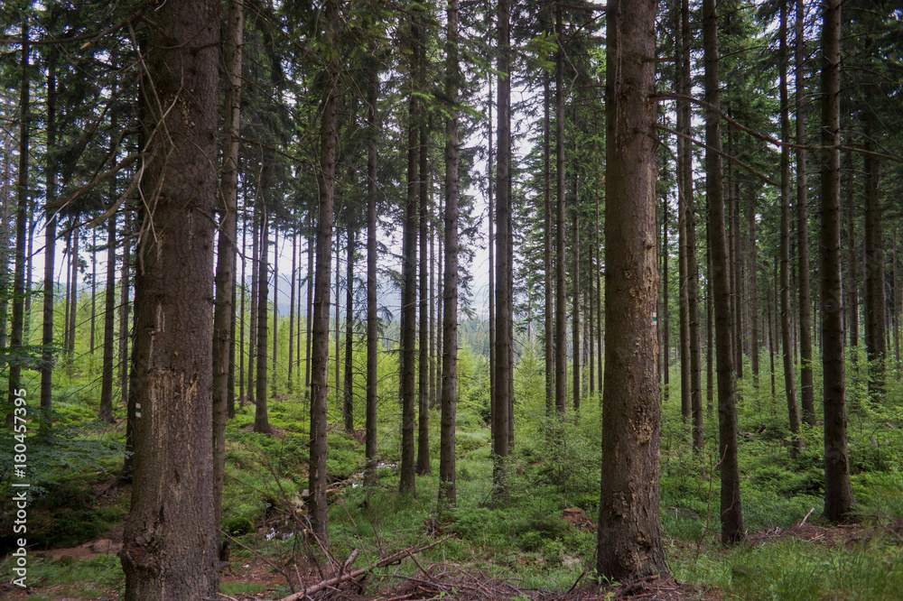 forest in Karkonoshes mountains