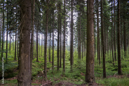 forest in Karkonoshes mountains