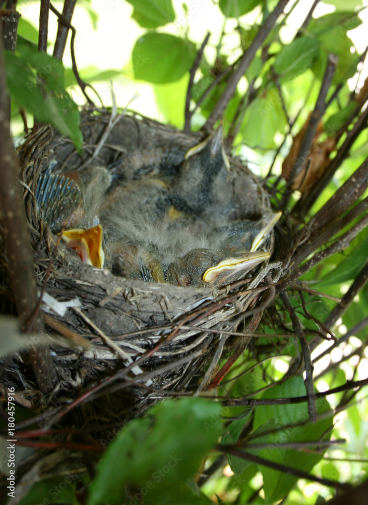 Baby Robins in the Nest