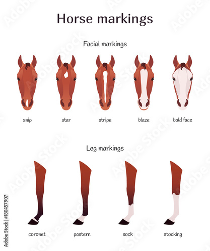 Vector illustration of varieties horse marks, different facial and leg markings