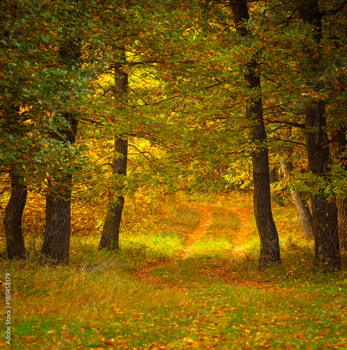 Colorful autumnal scene in the forest