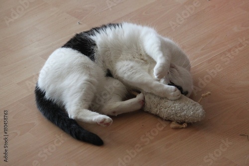 schwarz weiße Katze kuschelt mit ihrer Spielzeugmaus auf dem Boden