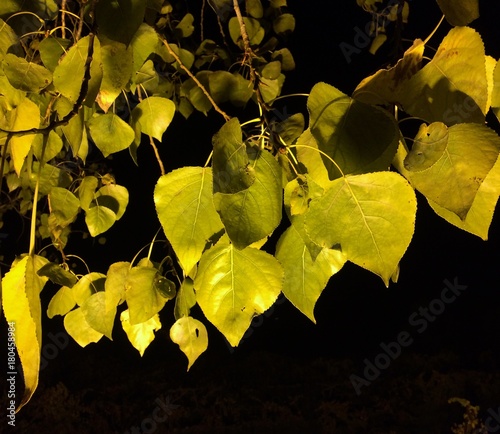 Feuilles de peuplier la nuit éclairage de rue