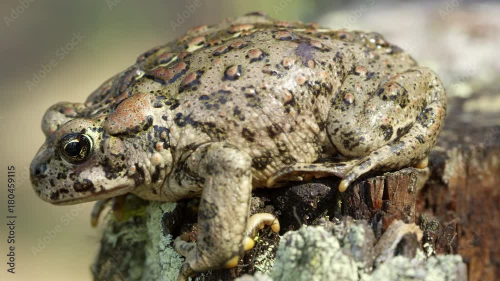 Side view of Western Toad on stump with lichens. Side view of Western Toad on stump with lichens.