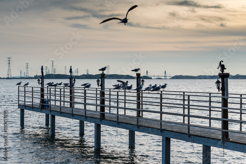 Seagull at the pier in Daebu island(Daebudo) photo