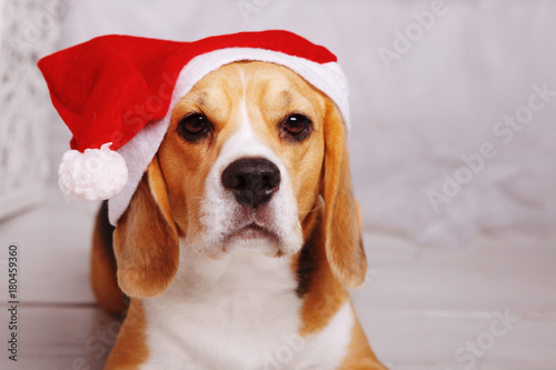 cute beagle in Santa