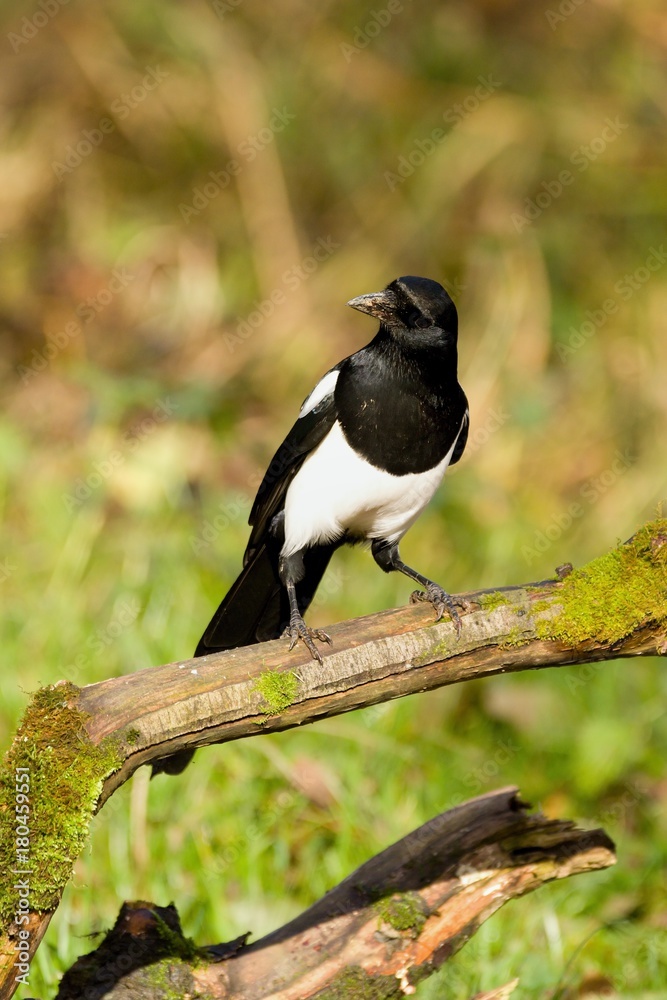 European magpie (Pica pica) perched on a branch.Wildlife scenery, Slovakia, Europe. European magpie (Pica pica) perched on a branch.Wildlife scenery, Slovakia, Europe.