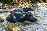 domestic water buffalo in Mindoro, Philippines