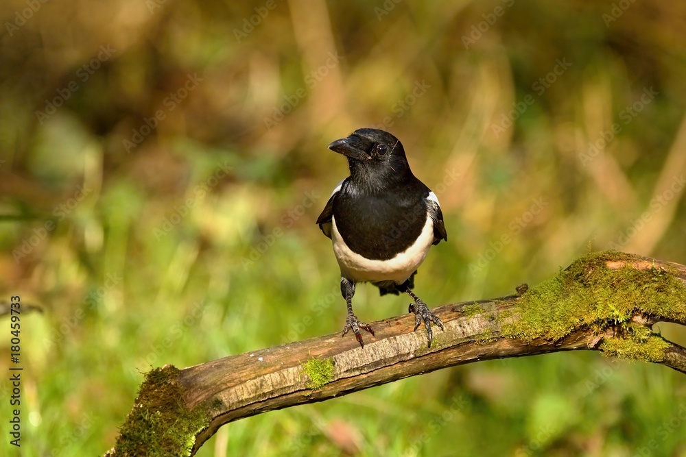 European magpie (Pica pica) perched on a branch.Wildlife scenery, Slovakia, Europe. European magpie (Pica pica) perched on a branch.Wildlife scenery, Slovakia, Europe.