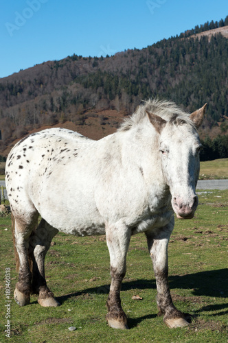 Fototapeta Naklejka Na Ścianę i Meble -  spotted horse in the meadow