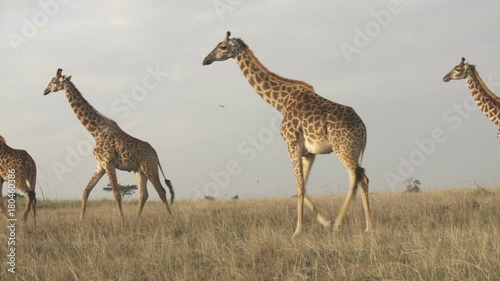 A hurd of giraff on the plain photo