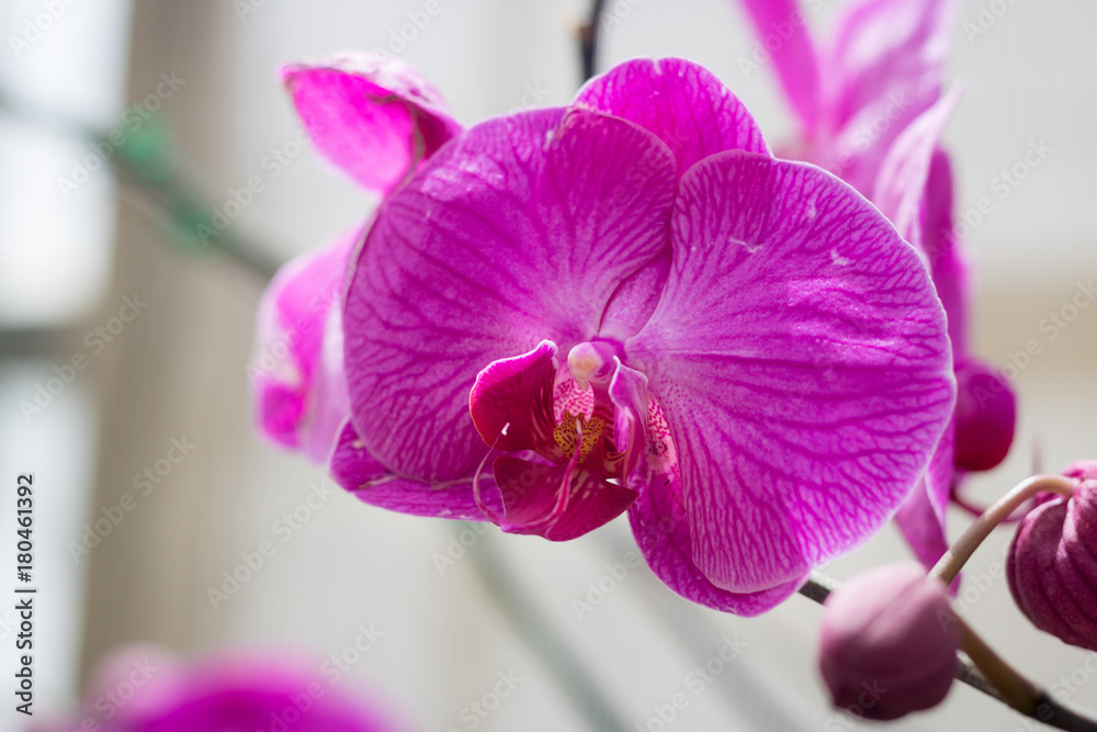 Obraz premium Close up beautiful pink orchid growing in garden.