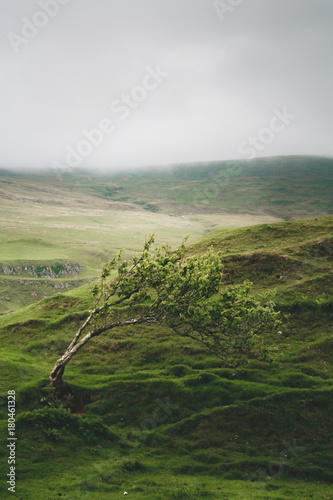 A windswept tree bent by the constant wind over the years in Fairy Glen, Isle of Skye in cloudy weather