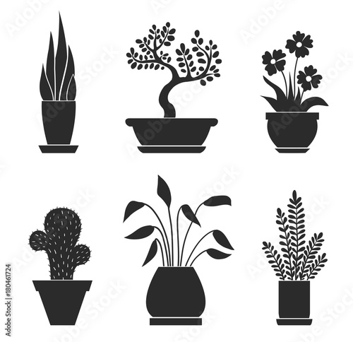 Set of home flowers