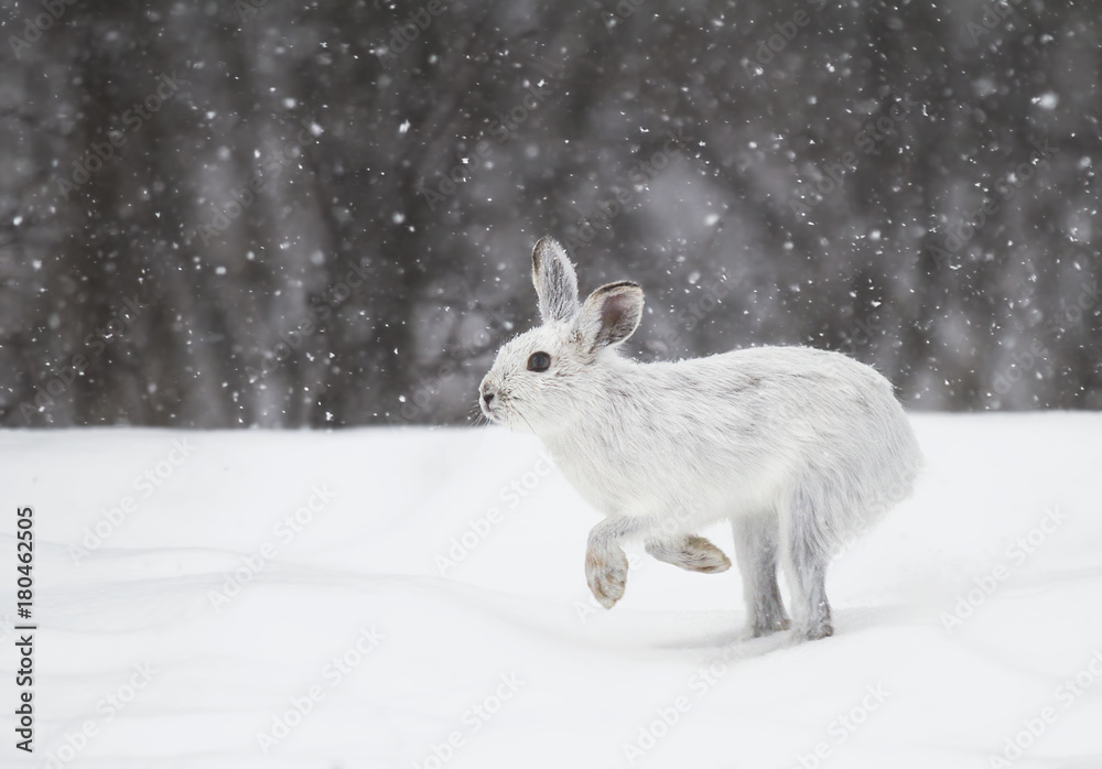 Naklejka premium Snowshoe hare or Varying hare (Lepus americanus) in the falling snow in Canada