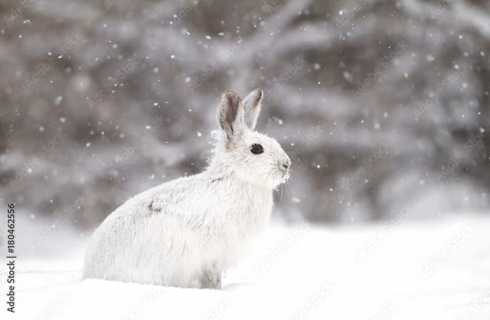 Fototapeta premium Zając w rakietach śnieżnych lub Zając zmienny (Lepus americanus) w padającym śniegu w Kanadzie