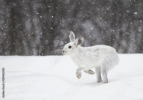 Snowshoe hare or Varying hare (Lepus americanus) in the falling snow in Canada