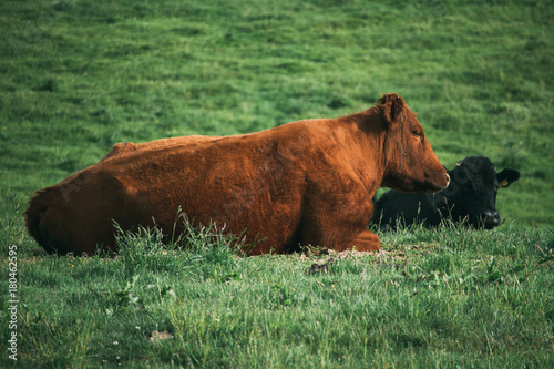 Two cows, one brown and one black, lie in a field taking a rest in the early morning. photo