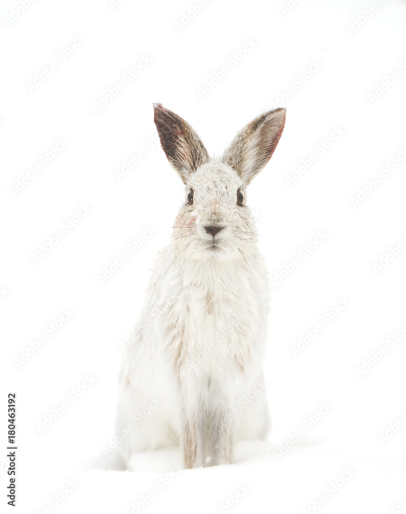 Naklejka premium Snowshoe hare or Varying hare (Lepus americanus) isolated on a white background closeup in winter in Canada