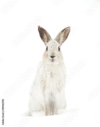 Fotografie, Tablou Snowshoe hare or Varying hare (Lepus americanus) isolated on a white background