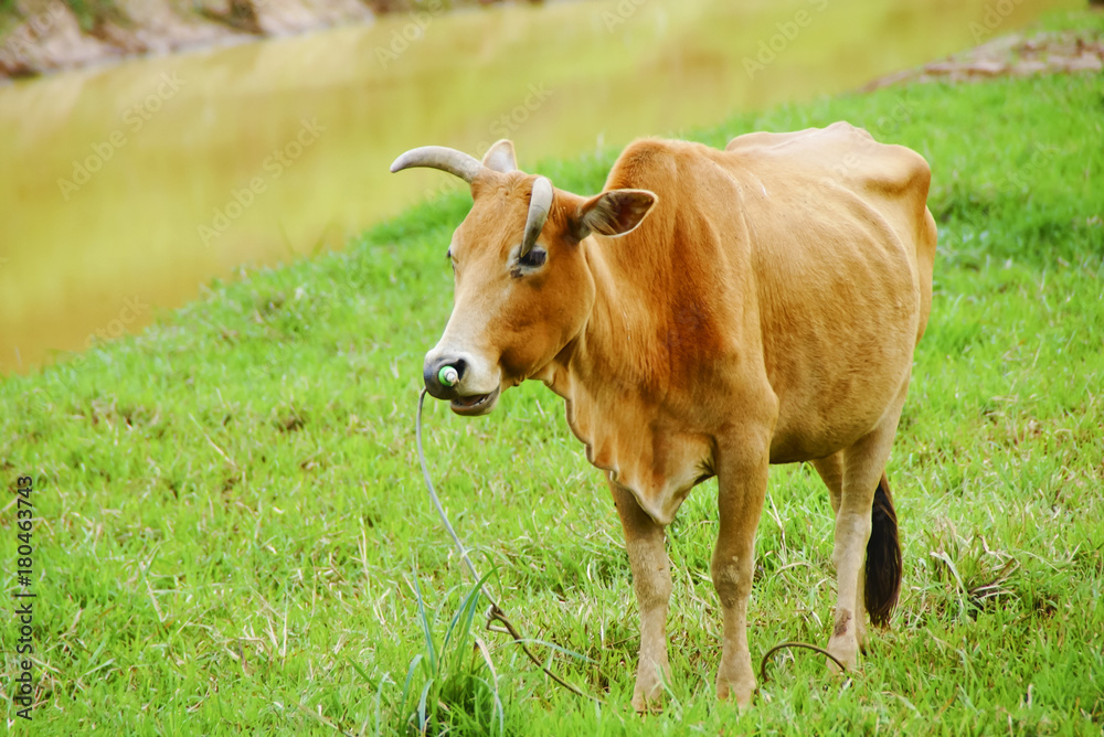 Cow On A Green Field Cow On A Green Field