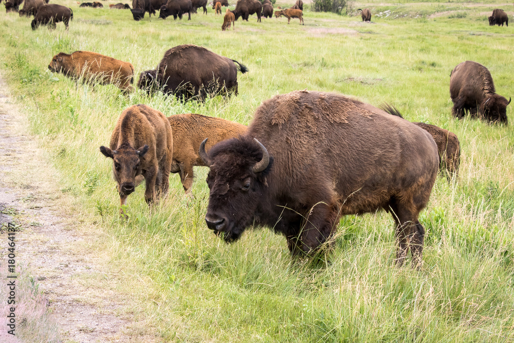 Bison On the move