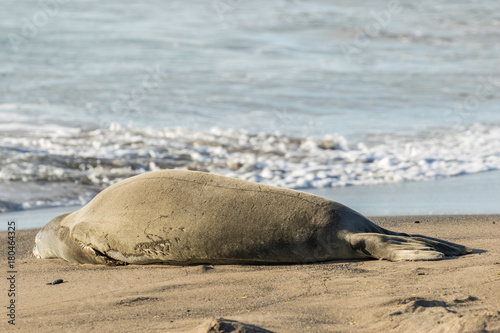 Endangered Hawaiian Monk Seal Resting on Beach
