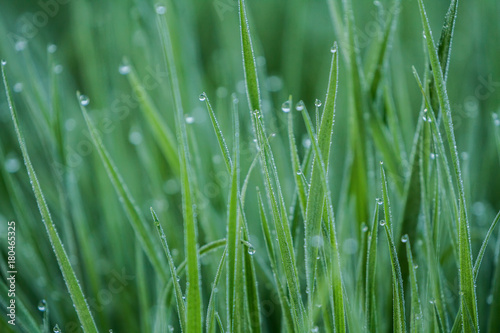 Dews on grass