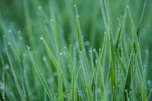 Dews on grass