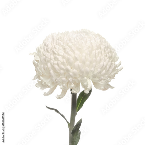 flower white chrysanthemum