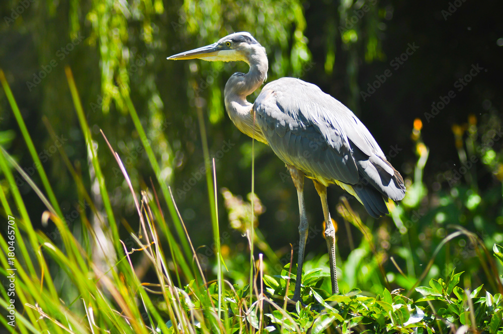 Fototapeta premium Grey heron standing on the bush