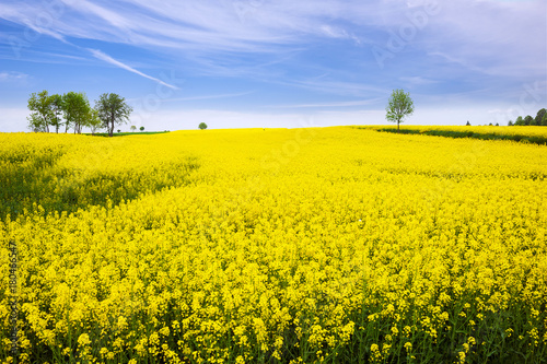 Colza field landscape