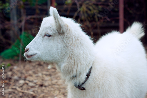 Young goat © Ada Mishel