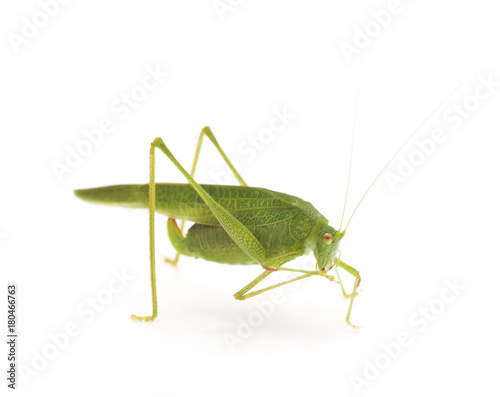 Green grasshopper. © voren1