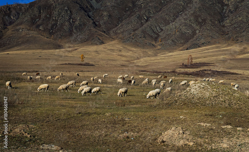 An adorable fluffy flock of sheep in the autumn field, sunny day. Looking for food, winter is coming. © Nick Vakhrushev